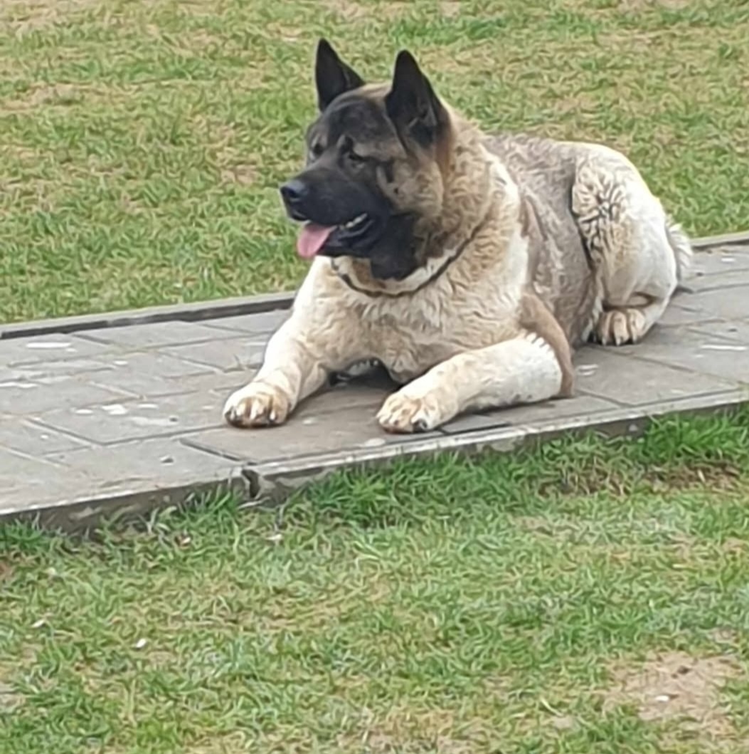 Americka akita