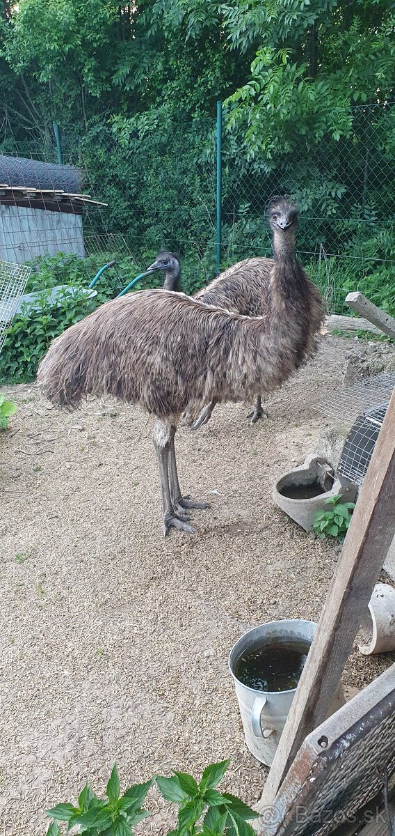 Emu hnedý samec