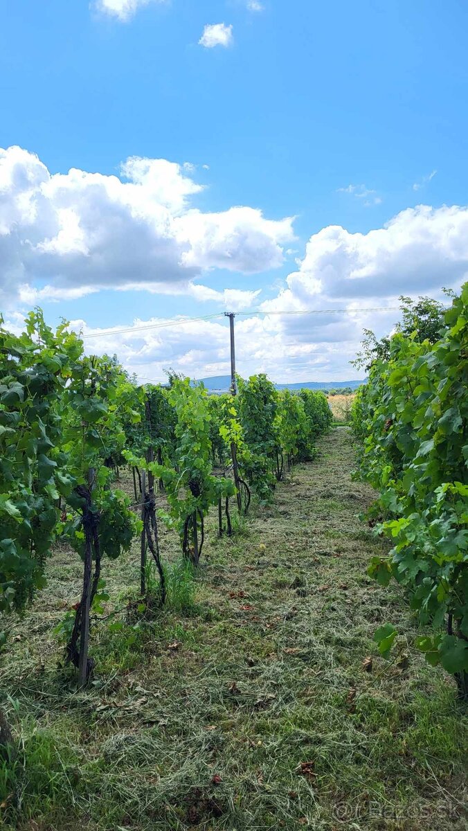 Na predaj záhrada s vinicou Štúrovo Hegyfarok