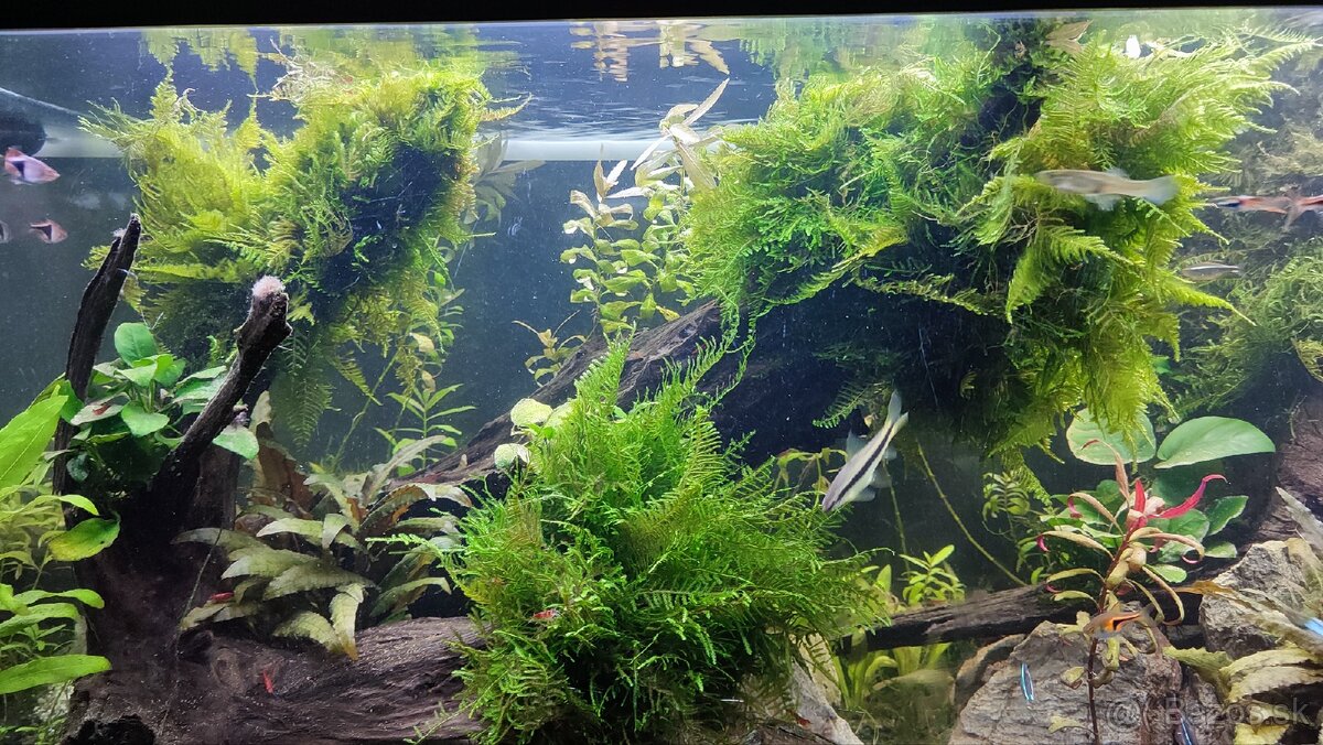 Akvarijny mach