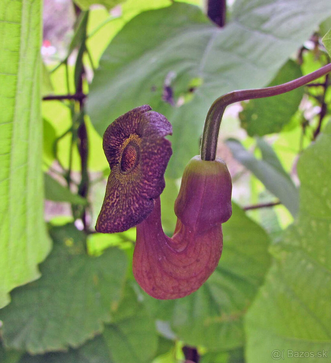 ♅ Aristolochia durior ♅