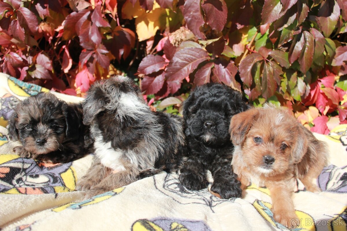 Shih-poo,Mal-schi,maltipoo