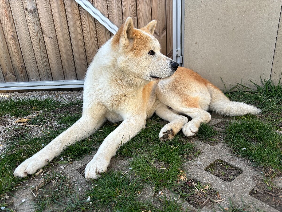 Akita inu na krytie , párenie