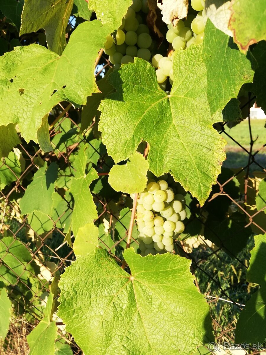 Domáce, výborne, chutné a sladké HROZNO