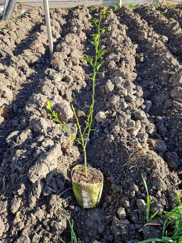 Predám Citrónovníkovec trojlistý - Poncirus trifoliata