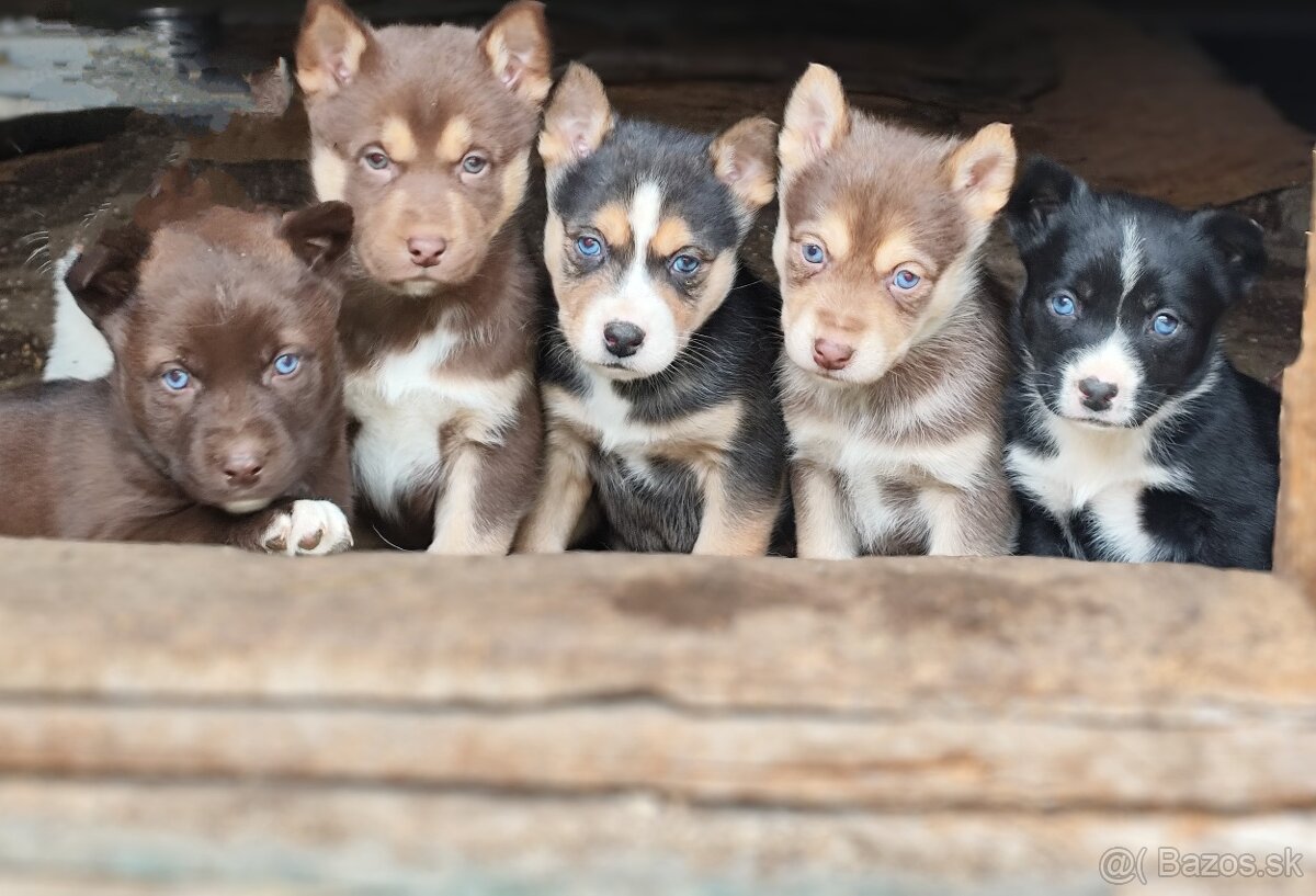 Šteniatka krížence husky a nemecký ovčiak