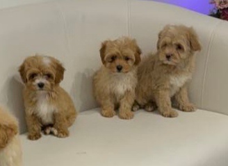 Maltipoo (pudle + malteze)