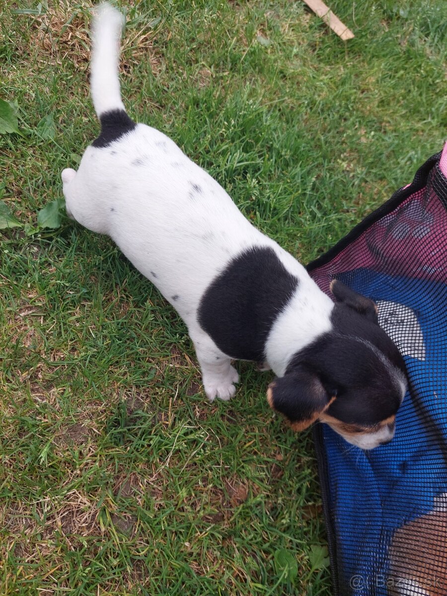 Jack Russel teriér