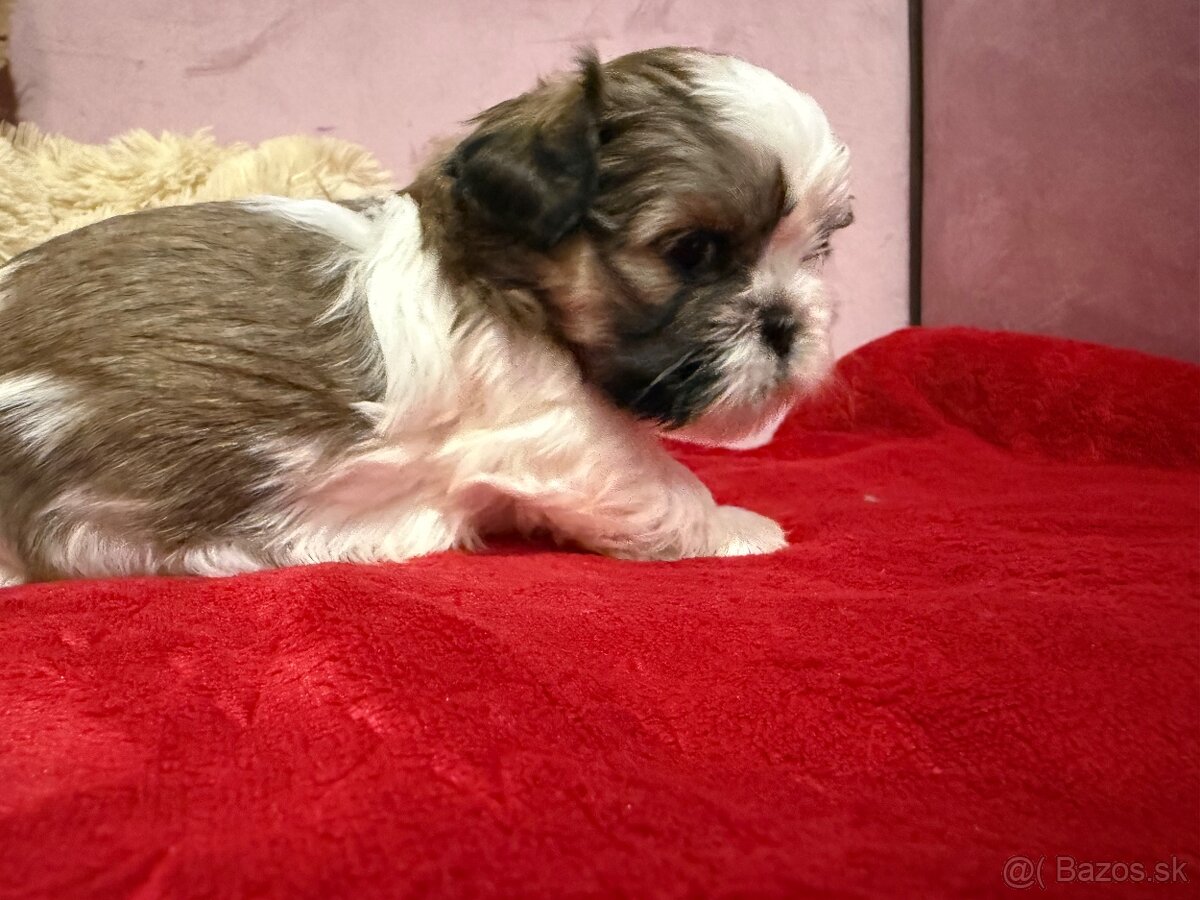 Shih-tzu s PP, Shih tzu, Shi tzu, si cu