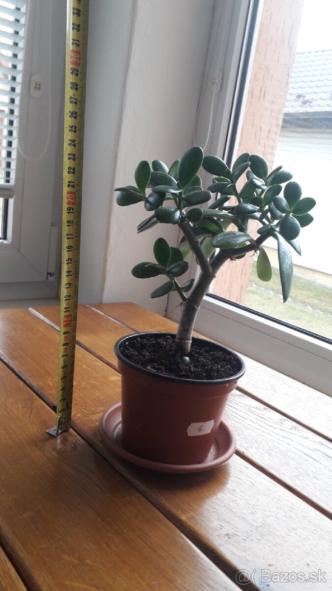 Crassula Ovata - tučnolist, Strom peňazí - 14 Eur (č. 6)