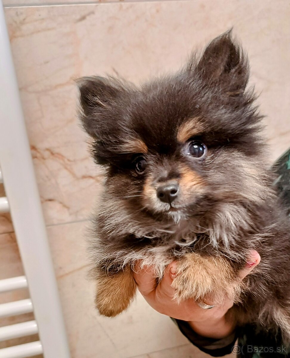 Pomeranian mini