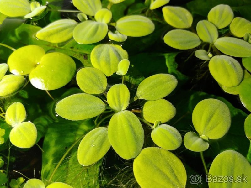 Akvarijni rostlina Pistia stratiotes - nedostupna