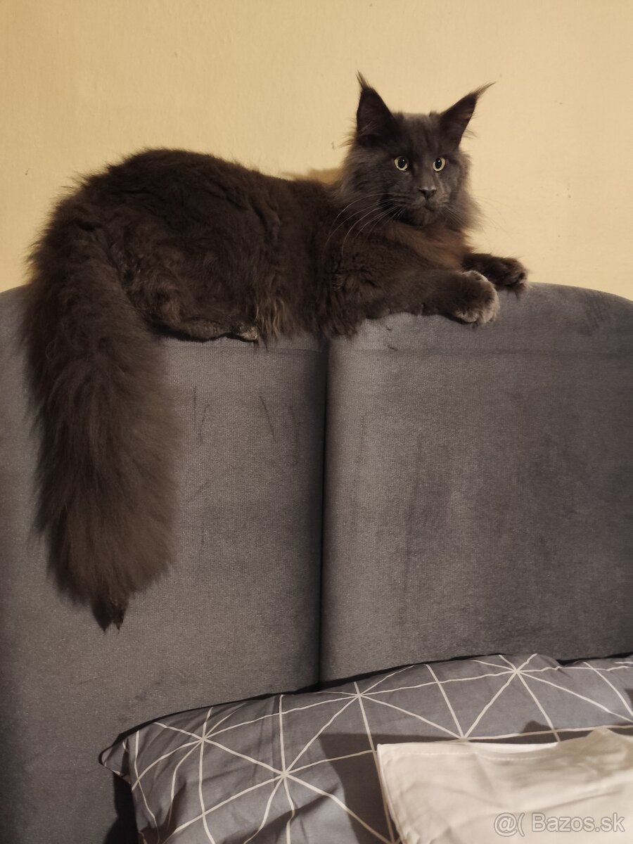 Maine coon