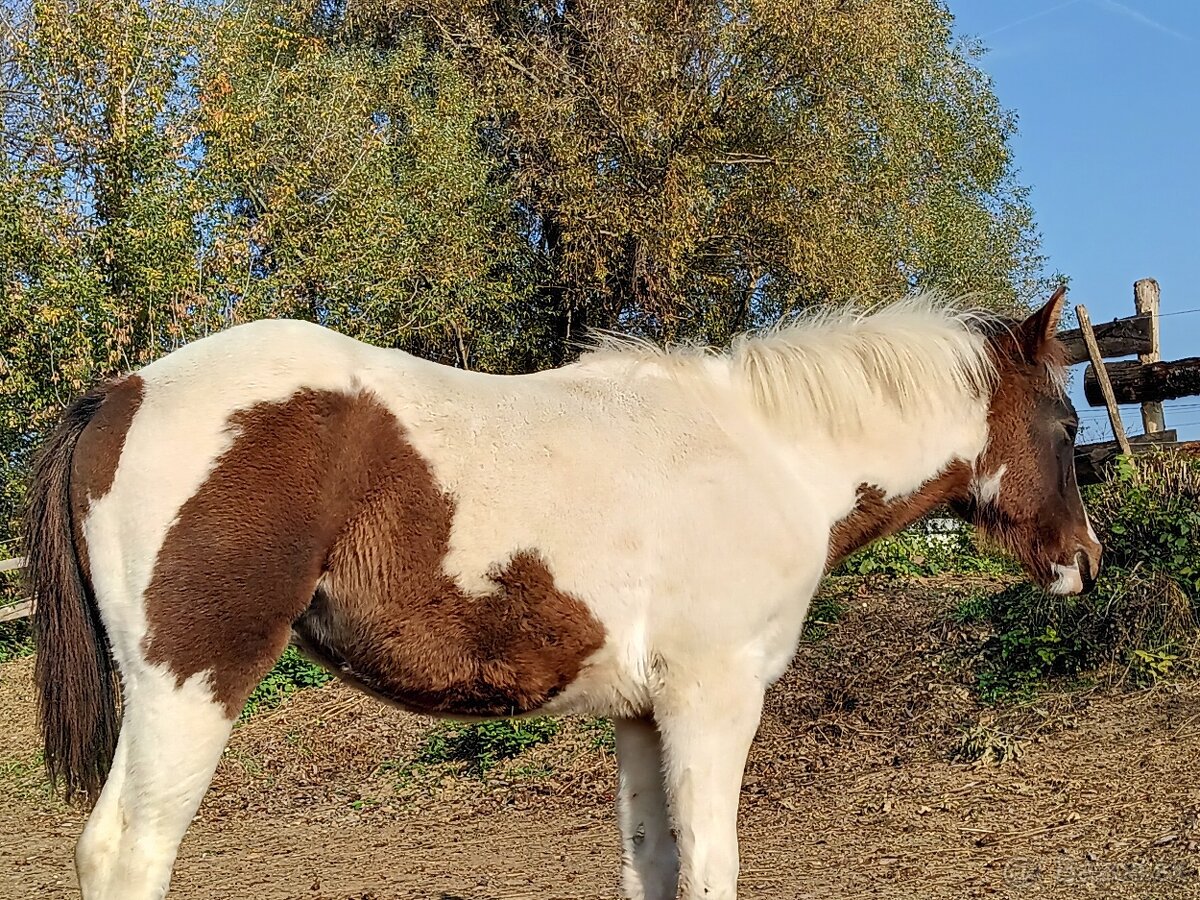 American Paint Horse