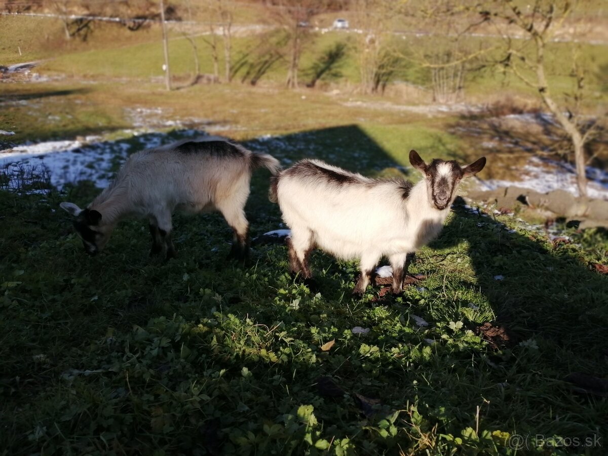 predám kozľatá do chovu/spásanie