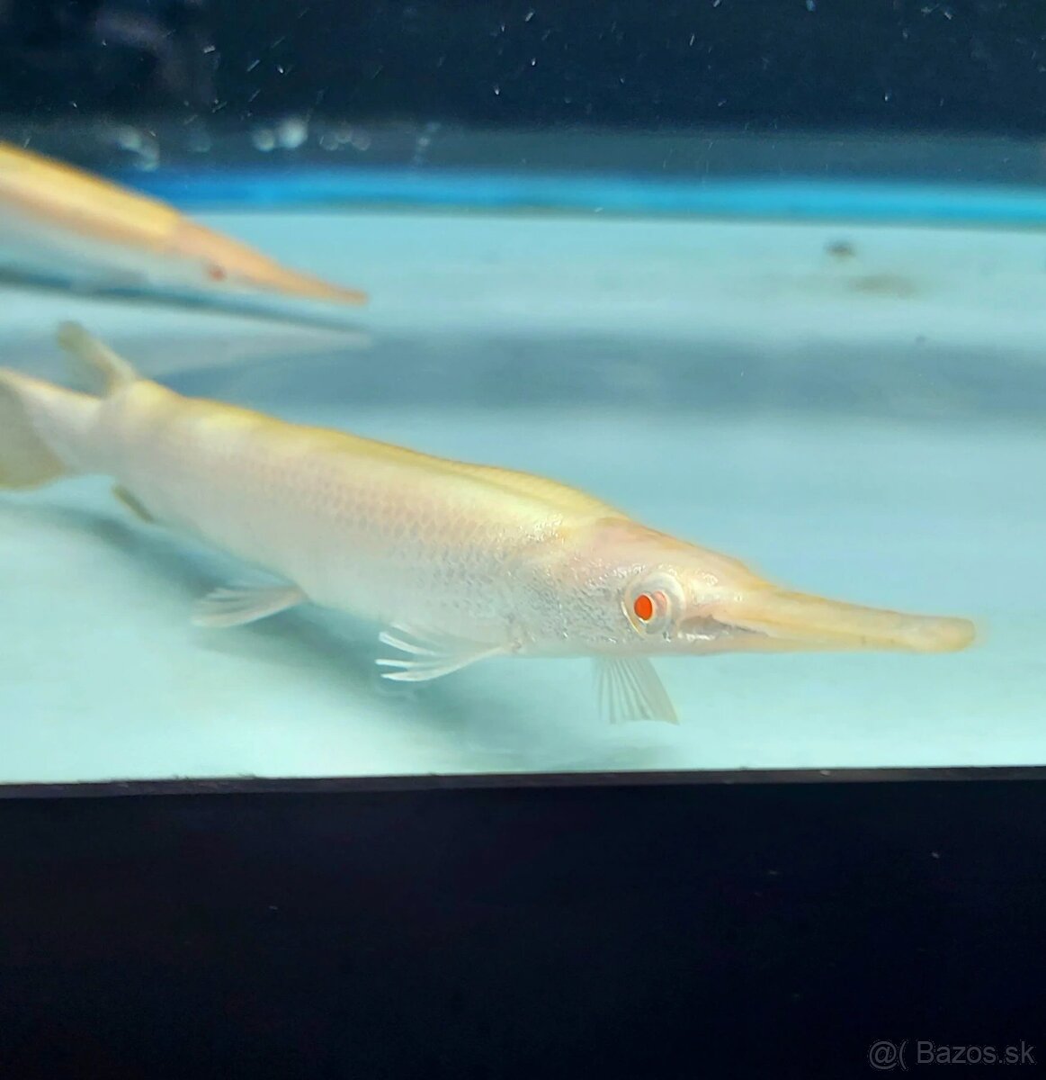 Lepisosteus platyrhincus albino red eye 20+cm