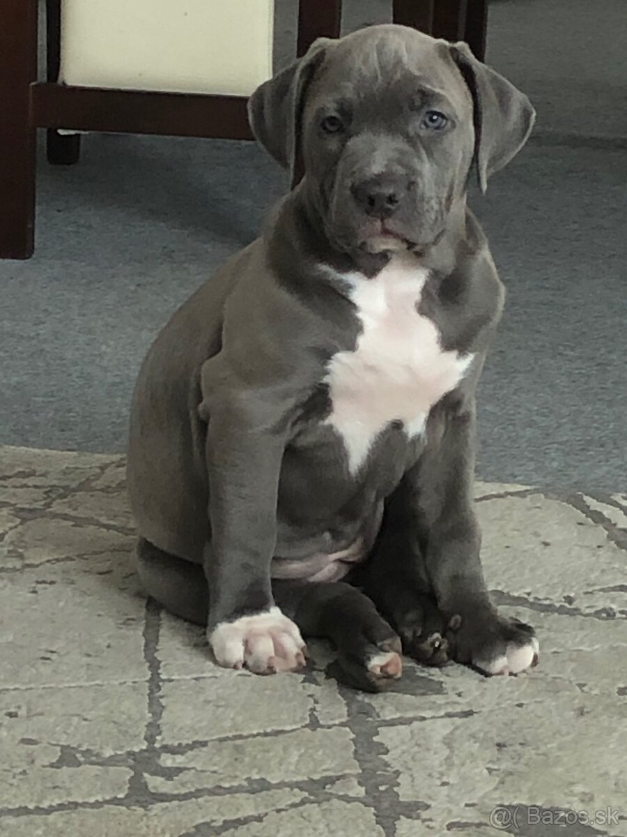 American bully