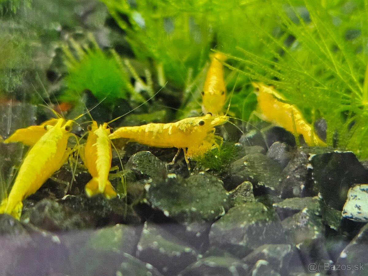 Krevetky Yellow neon strip