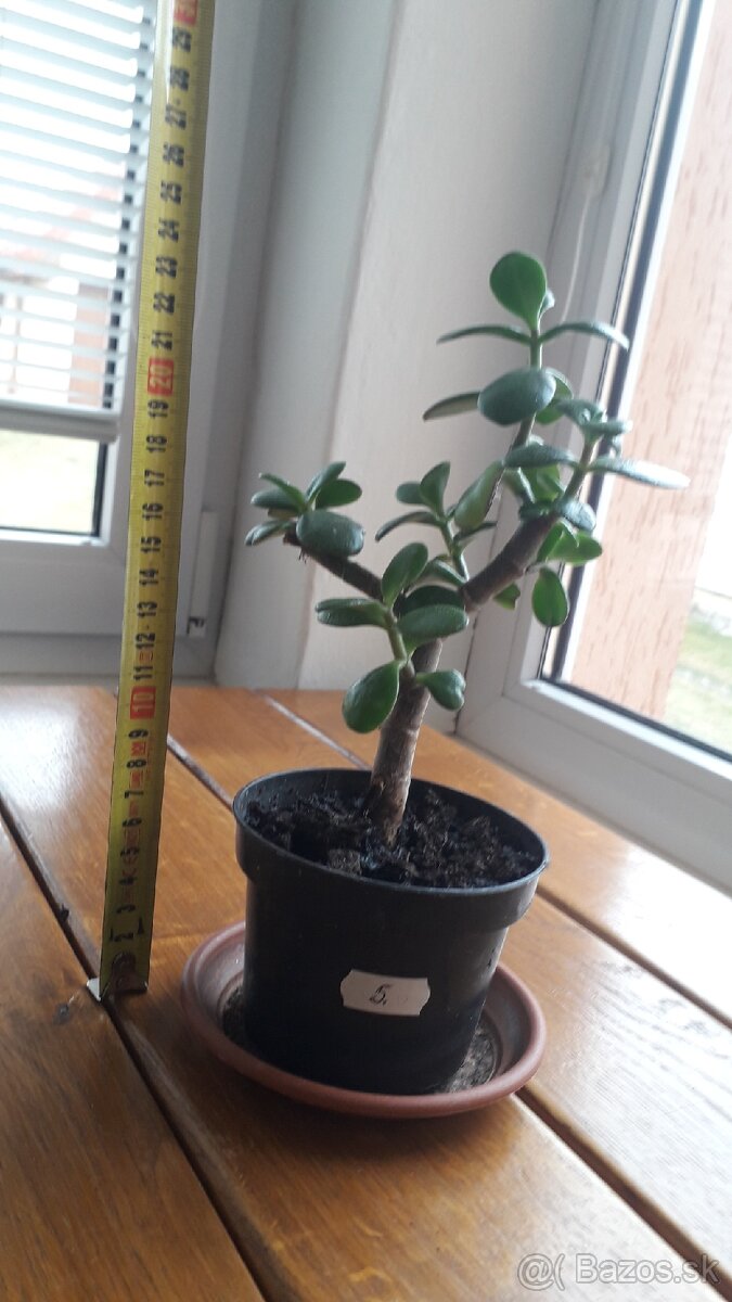 Crassula Ovata - tučnolist, Strom peňazí - 12 EUR (č. 5)