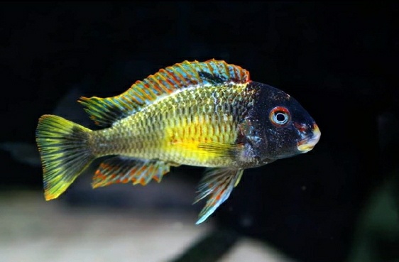 Tropheus golden kalambo