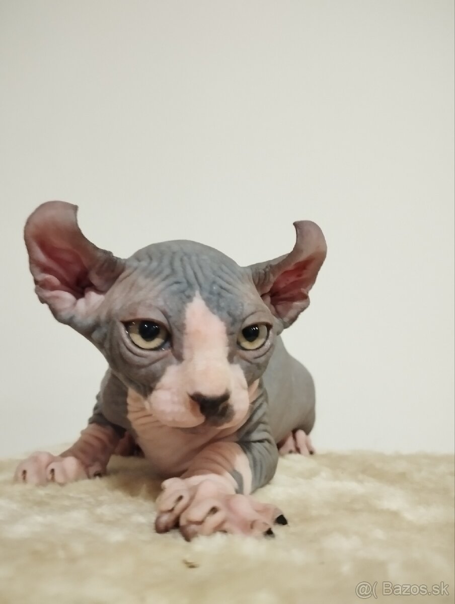 Don sphynx, sphynx mačička