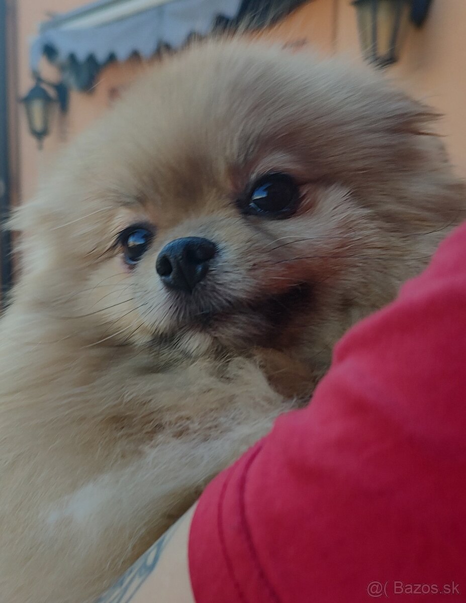 Pomeranian s PP