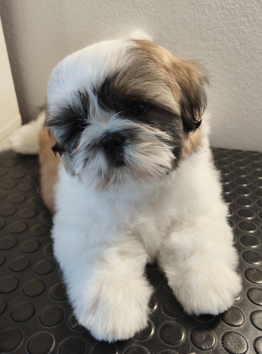 Shih-tzu šteniatka s preukazom pôvodu