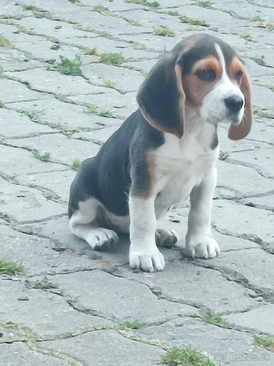 Beagle, bigl, bígel