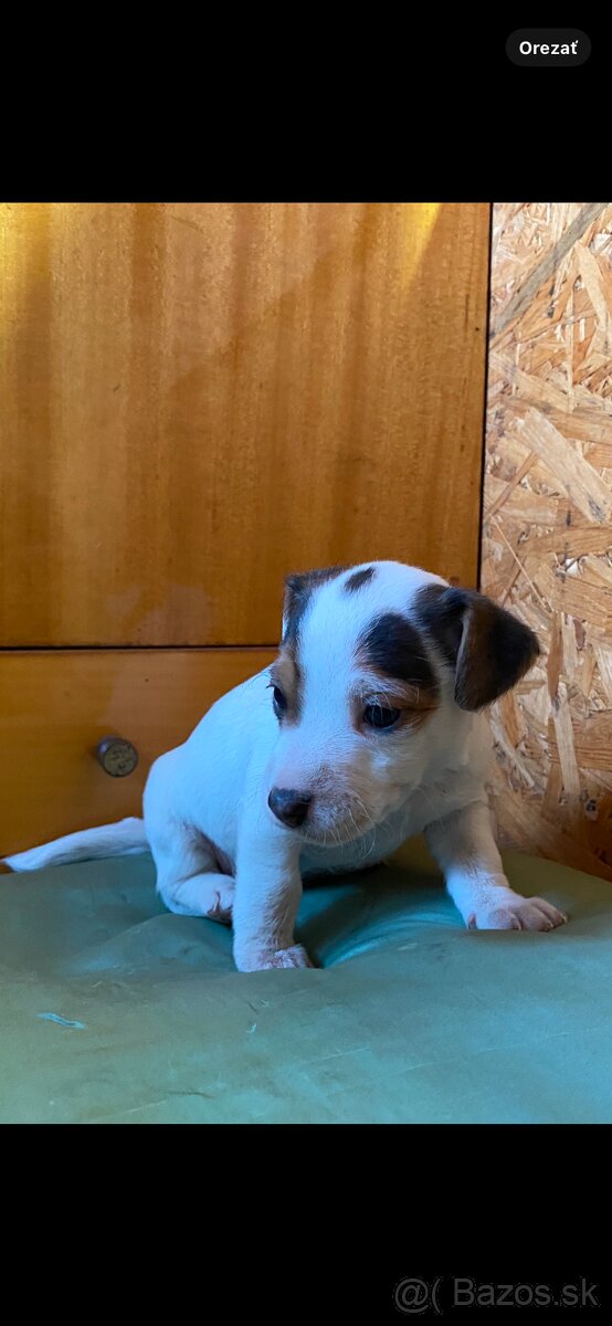 Jack Russel Terier “Parson” čistokrvné šteniatka