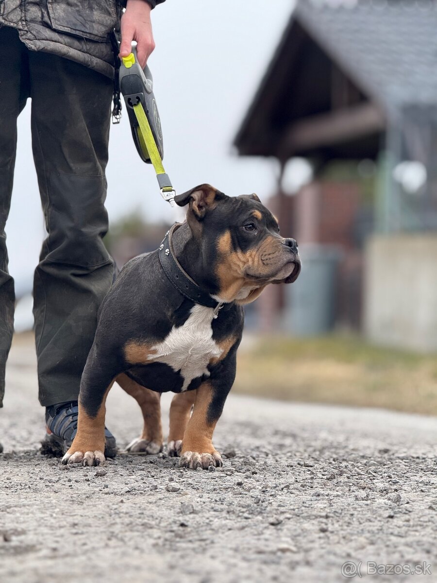 American Bully Classic/ standart