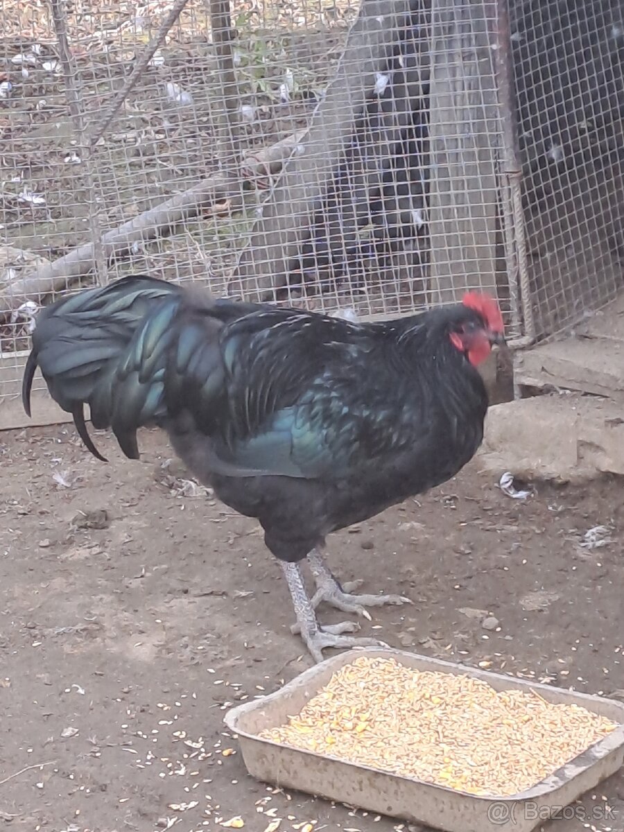 Australorp