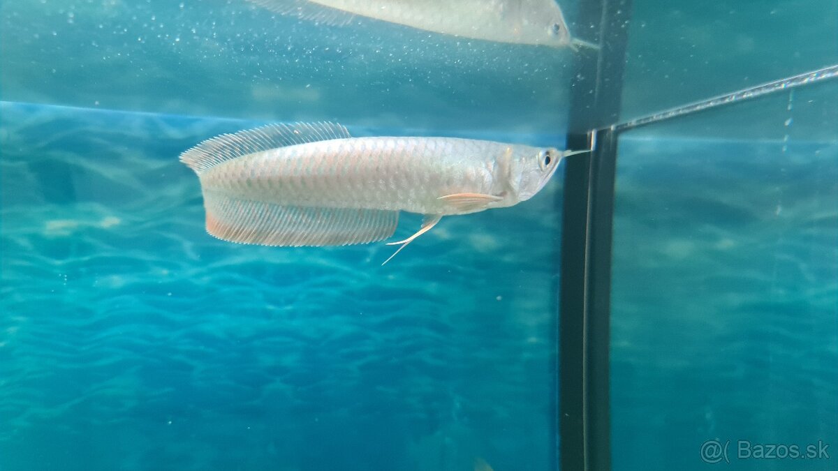 Arowana silver