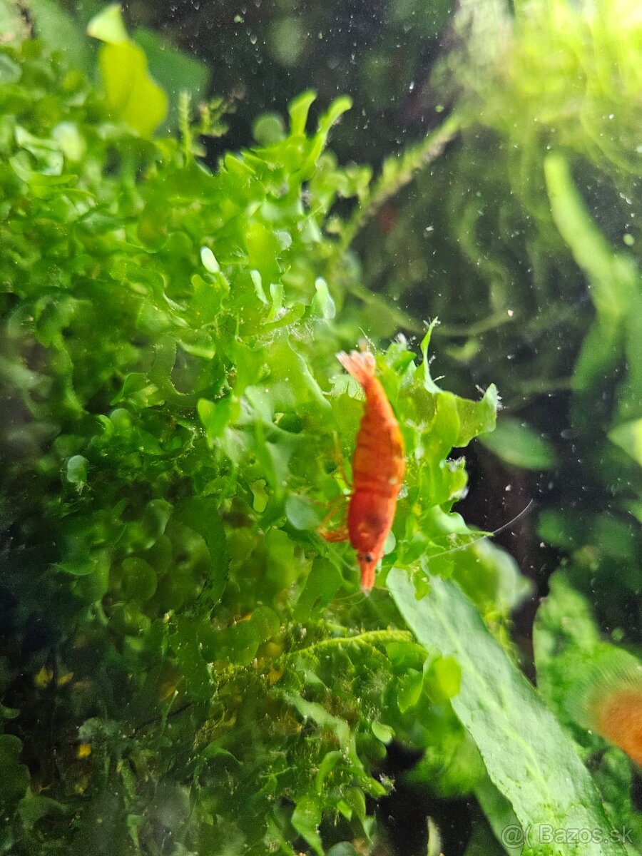 Krevetky neocaridina yelow a Red