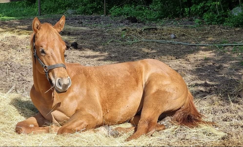 QH žrebček