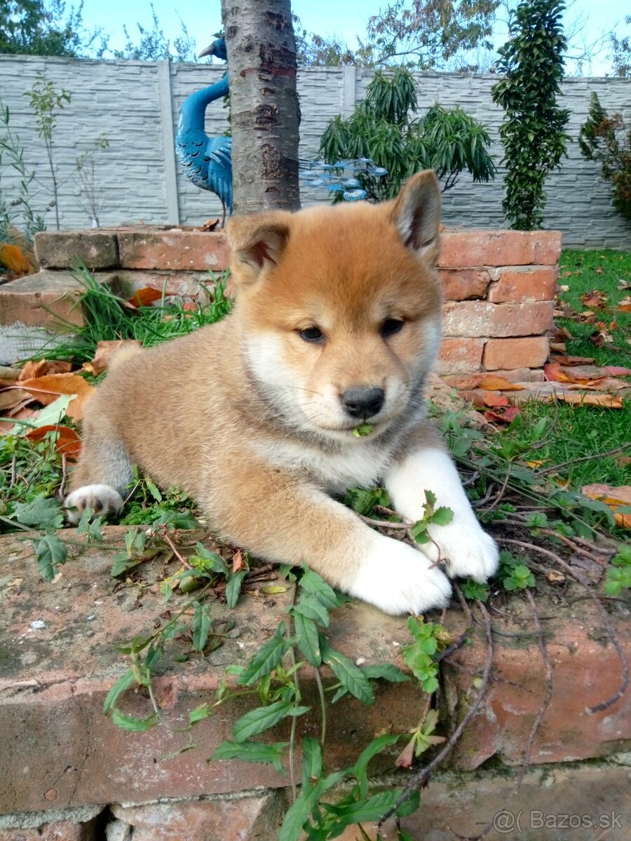 Shiba Inu s PP FCI