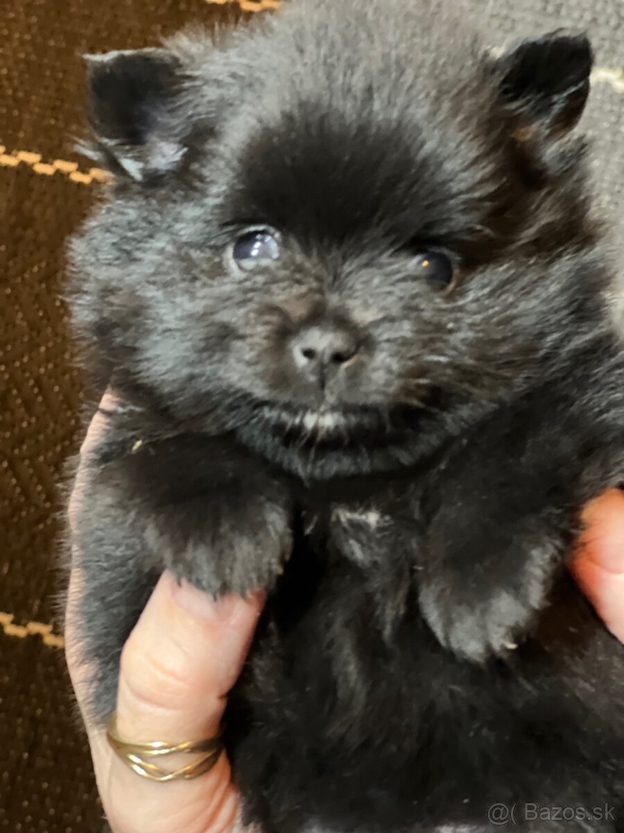 Mini pomeranian do 2,5 kg