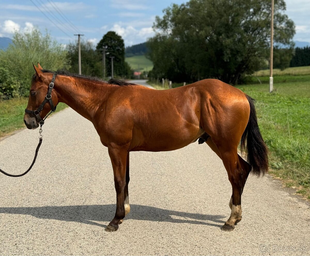 Žrebček QH - nová cena