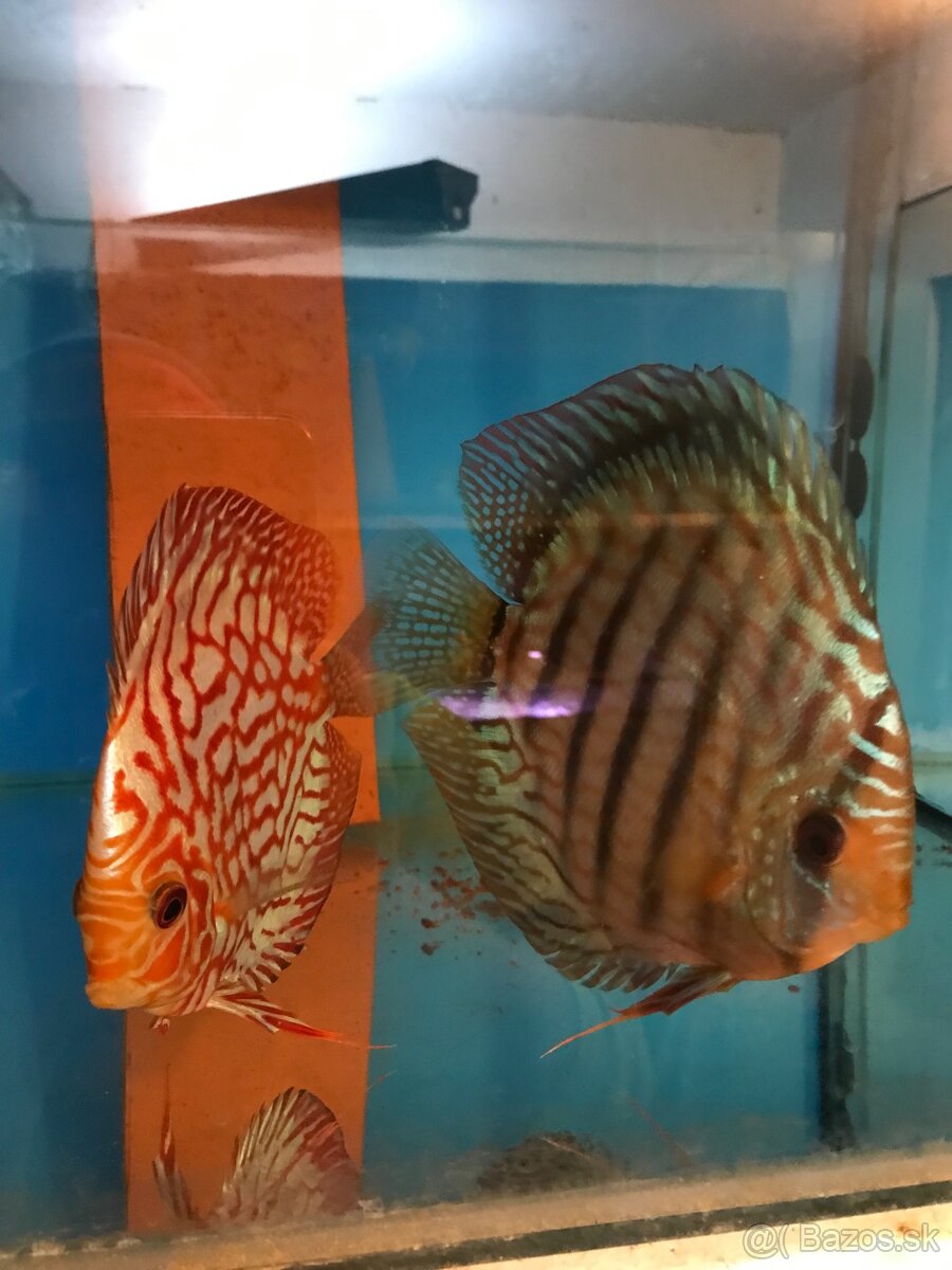 Discus