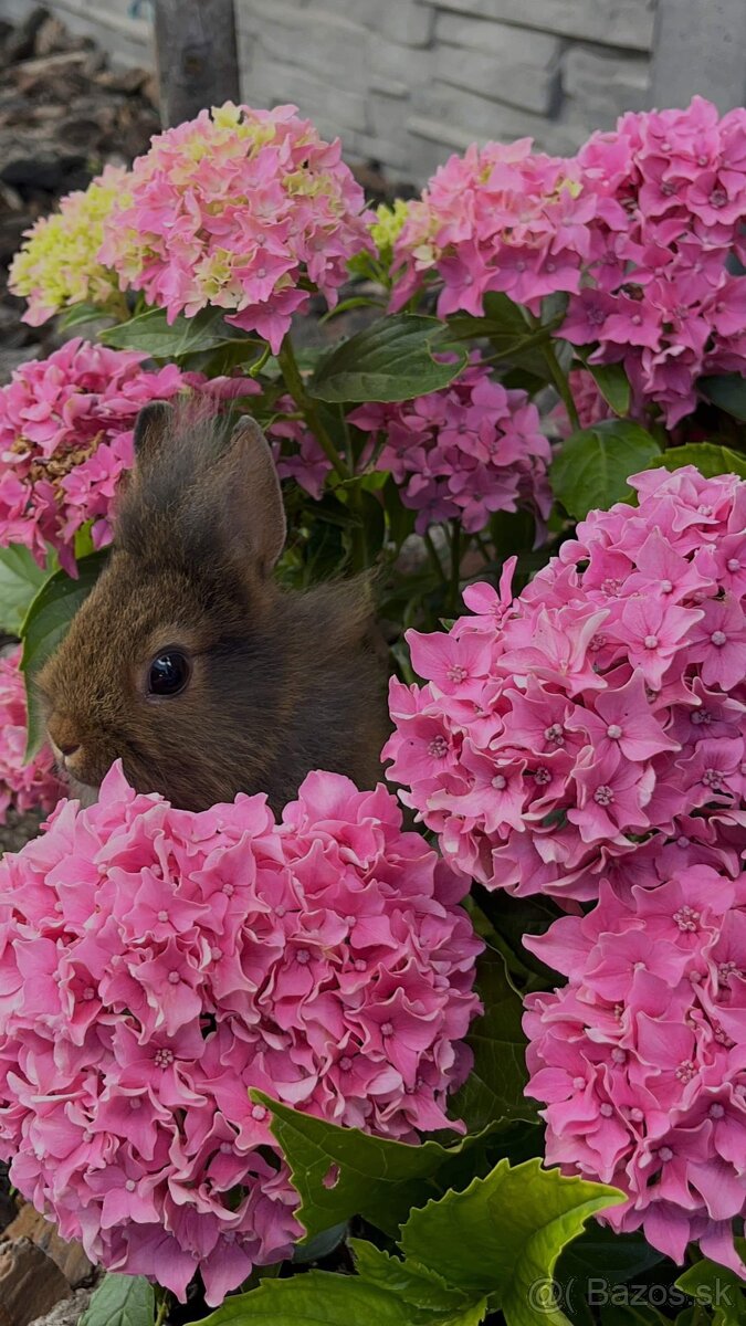 Malý zajačik