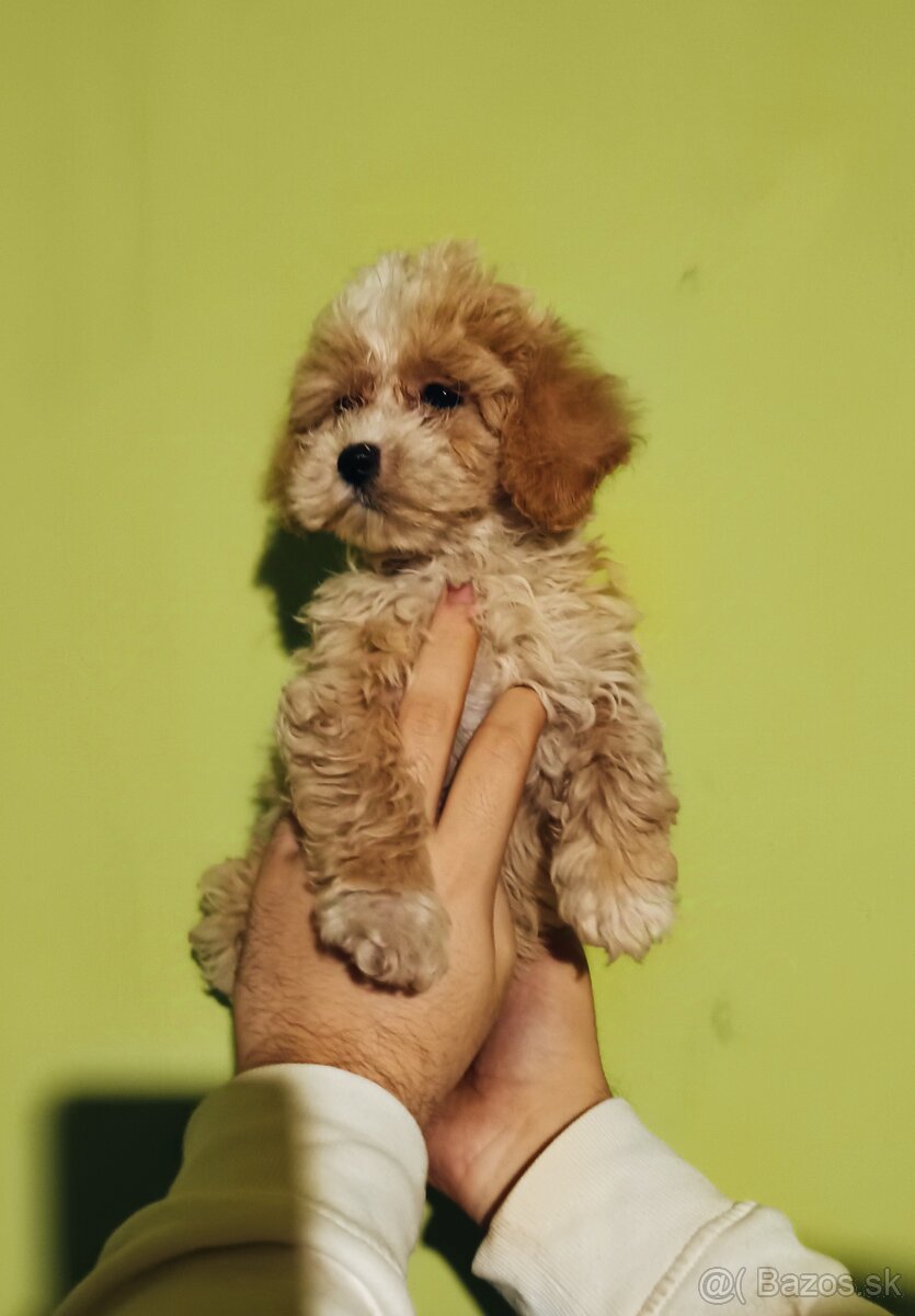 Maltipoo