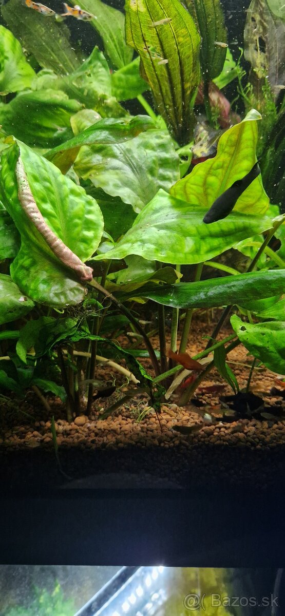 Cryptocoryne Pontederiifolia