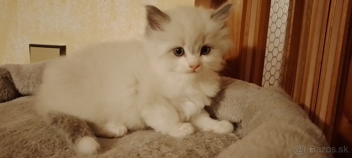 Ragdoll kocurik-blue bicolour lynx