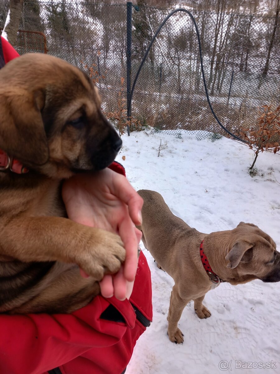 Cane corso/retríver-darujem šteniatka