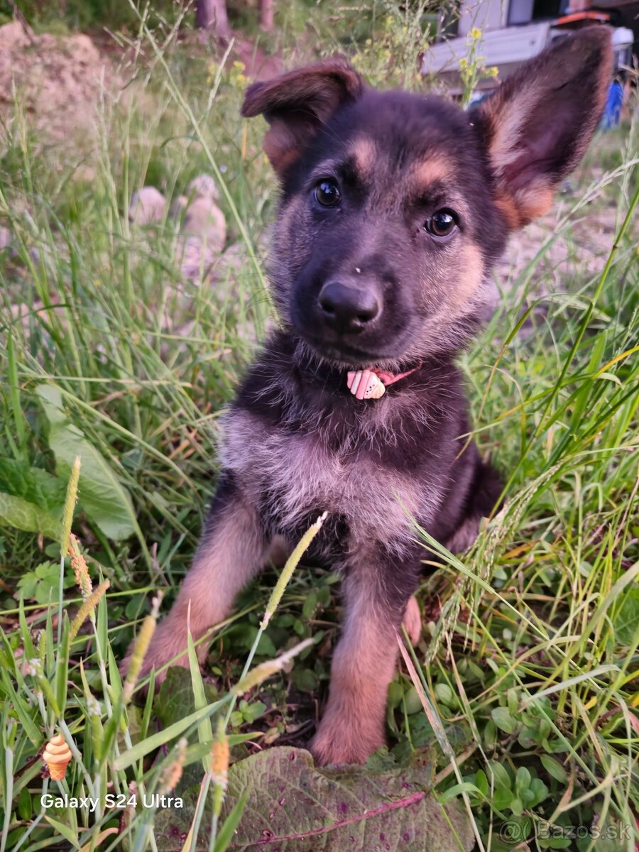 Šteniatka Nemeckého Ovčiaka