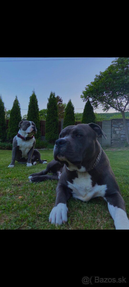 Amstaff stafford na krytie kvalita