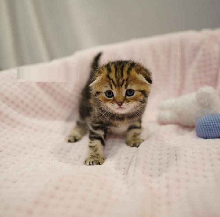 Scottish Folds Kittens k dispozícii