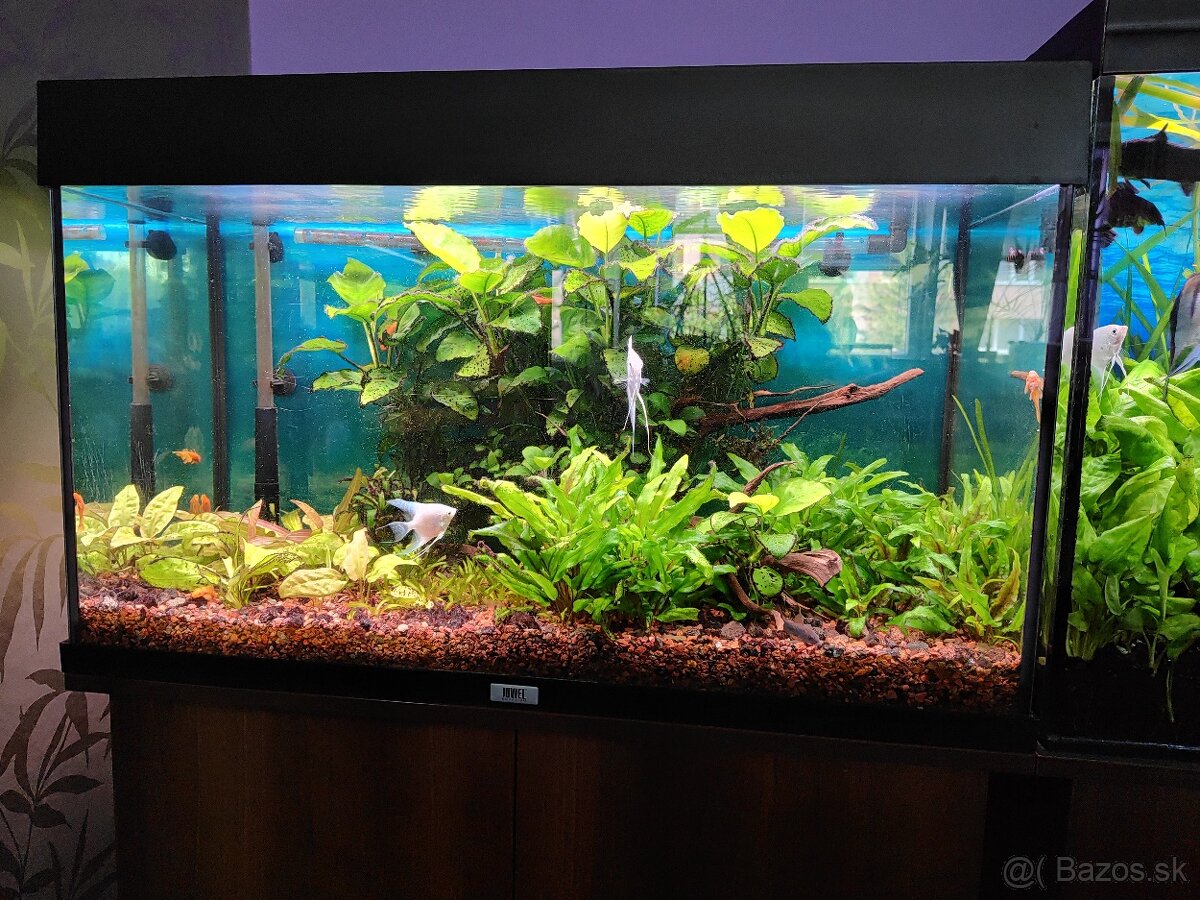 Predam komplet akvarium Juwel Rio 125