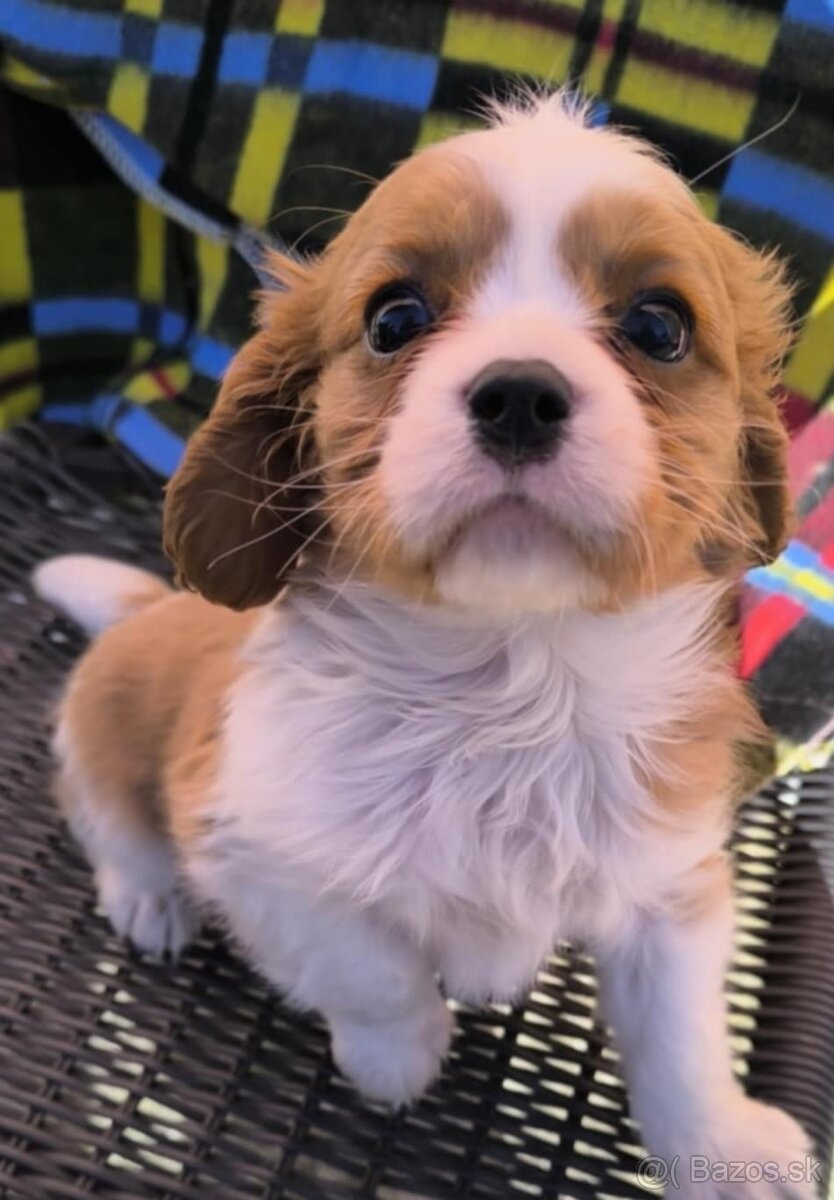 Cavalier, Cavalier king charles spaniel, kavalier