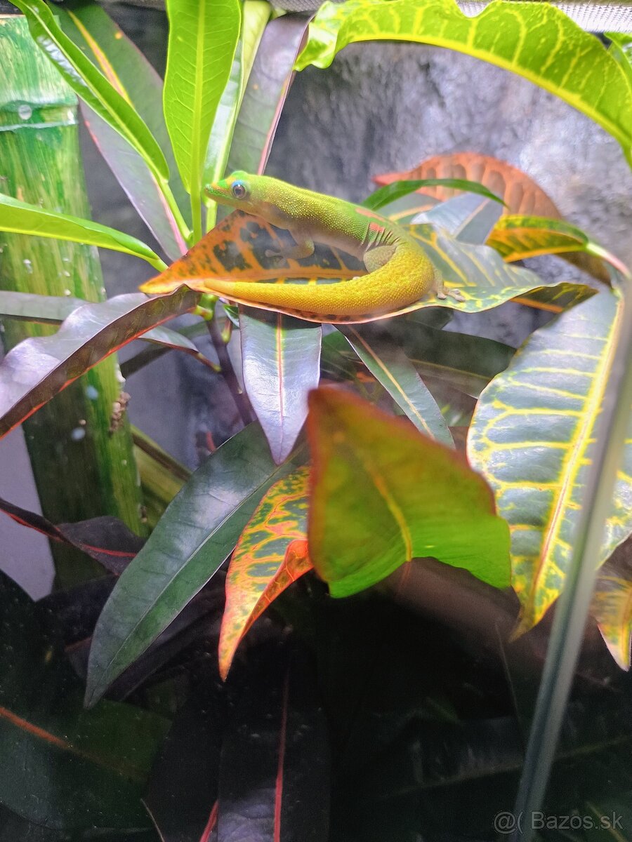 Phelsuma laticauda + terarium ExoTerra