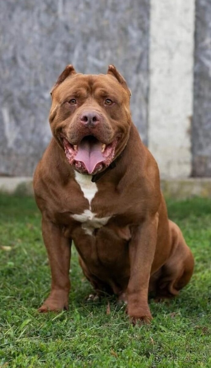 XXL Pitbull